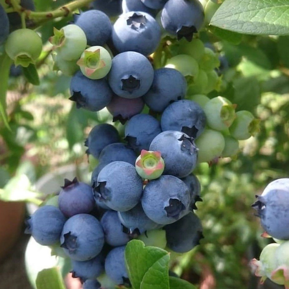 3 Yaş Blue Gold Yaban Mersini Fidanı