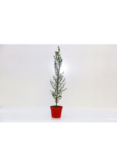 YILBAŞI ÇAMI HEDİYELİK - MİNİ CANLI YILBAŞI AĞACI 30-40 CM