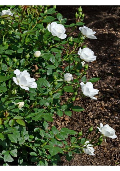 Videolu Çıtır Minyatür Beyaz Renkli Gül 20 30 Cm 1 Adet Saksılı Aşılı Gül White Rose