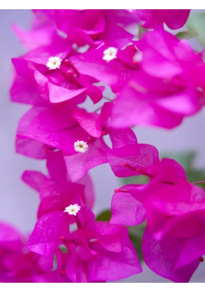 Videolu 2'li Pembe Begonvil Çiçeği Bitkisi 65-110 Cm Saksılı Çiçekli Bodur Bitkiler Bougainvillea