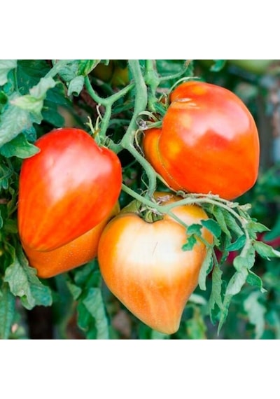 Red Oxheart Kalp Şeklinde Meyvesi Olan Domates Tohumu 15 Tohum