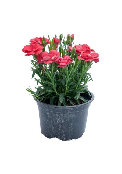 Küstüm Çiçeği 1 Adet 4 Kök 8/10cm + Kırmızı Karanfil Çiçeği 10-15cm
