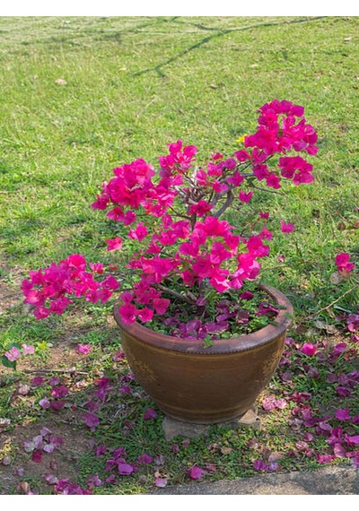 Videolu Fuşya Pembe Begonvil 30 50 Cm 1 Adet Saksılı Çiçekli Bahçe/ Balkon Bitkisi Bougainvillea