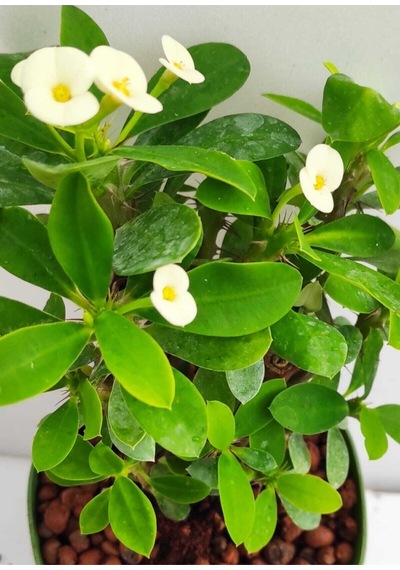 Videolu Beyaz Milli Dikenler Tacı 1 Adet Saksılı 15-40 Cm Salon Bitkisi Euphorbia