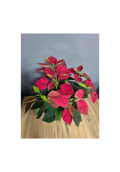 Atatürk Çiçeği Ponsetia Q17 Cm Saksı 40-50 Cm Boy - 914249334