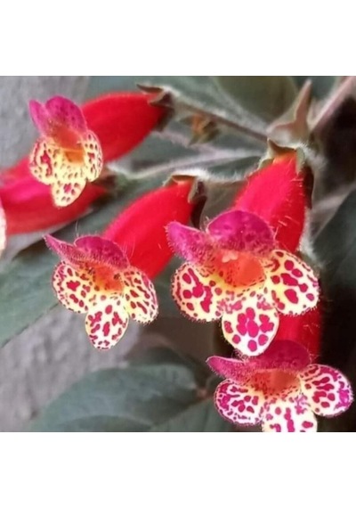 Multiflora Kohleria Japon Küpelisi Çiçeği Fidesi Mini Potta