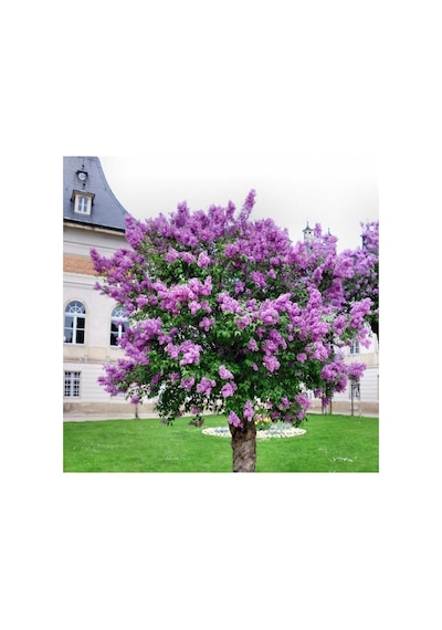 Syrınga Vulgaris Leylak Çiçeği Fidanı 10-20 Cm