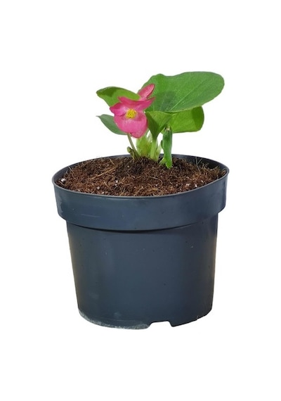 Begonya Şeker Pembe Begonia Xsemperflorens 10-20 Cm