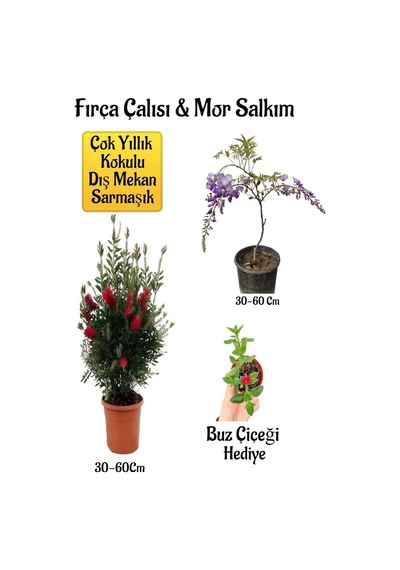 Fırça Çalısı Fidanı+mor Salkım Ağacı Fidanı Buz Çiçeği Peyzaj Seti