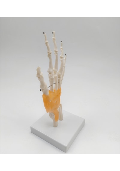 Ece-Eğitim El Eklemi Modeli Ligamentli Gerçek Boyut