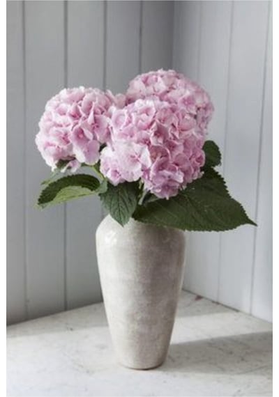 Pudra Pembe Renk Canlı Ortanca Çiçeği Fidanı 10-20 Cm