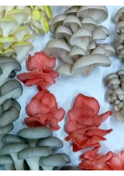 1 Gr Yaprak Mantarı Tohumu