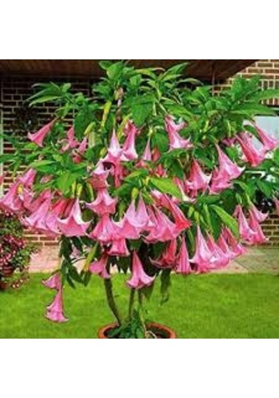 5 Adet Tohum Nadir Bulunan Pembe Angel Trumpet Çiçeği Saksı Topra