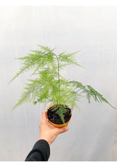 Kuş Konmaz + Kırmızı Gül Fidanı Saksılı 15-25 Cm Dış Mekan Bitkileri