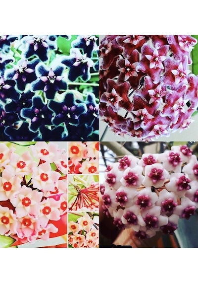 Hoya 4'lü Set 1 +mt Kokulu Mum Çiçeği Bitkisi ,farklı Saksıda ,siyah İnci ,pubicalyx ,pink ,obavata