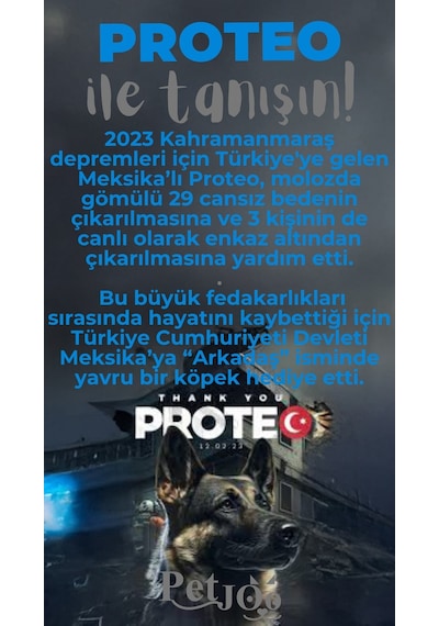 Petjoo 24.Proteo Gri-Mavi Qr'lı Köpek Künyesi