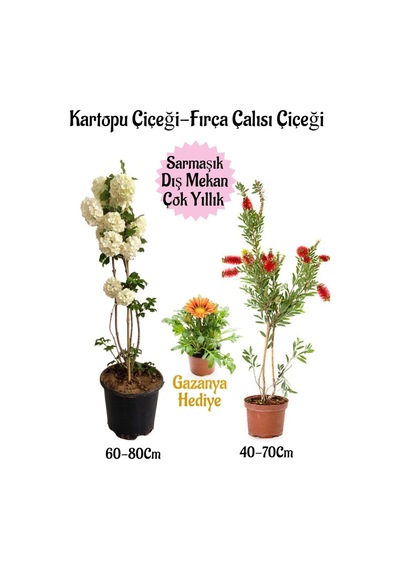 Kartopu Çiçeği 1 Adet +fırça Çalısı 1 Adet+sarı Gazanya Saksılı Bahçe Seti