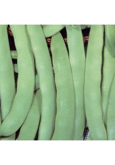 Kevser Sarıkız Oturak Fasulye Tohumu 50 Gr