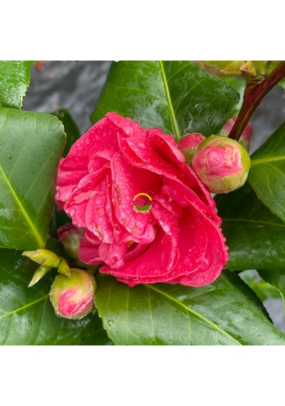 Japon Kamelyası Fidanı 'camellia Japonica'' İthal