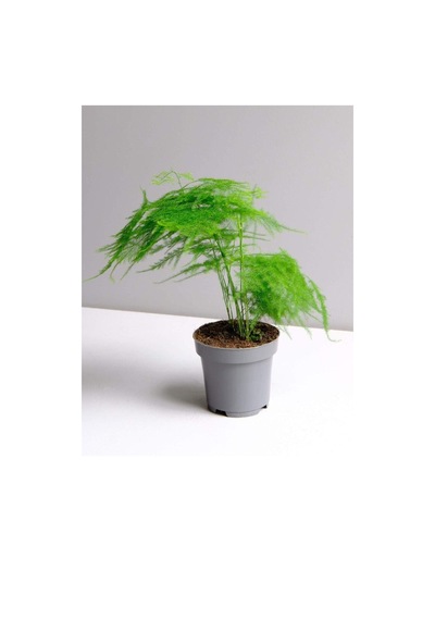 Asparagus Setaceus Kuşkonmaz Mini Ev Ofis Salon Iç Mekan Bitkisi 10-15cm