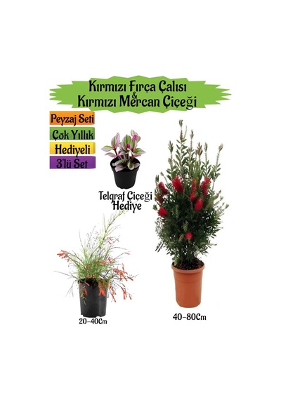 Kırmızı Fırça Çalısı+kırmızı Mercan Çiçeği+telgraf Çiçeği Peyzaj Seti