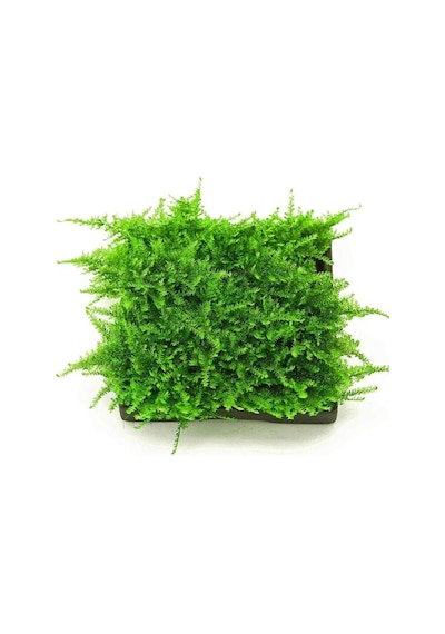Christmas Moss Cup Canlı Bitki Tr-413161