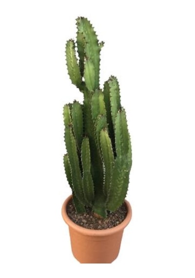Büyük Boy Euphorbia Acrurensis