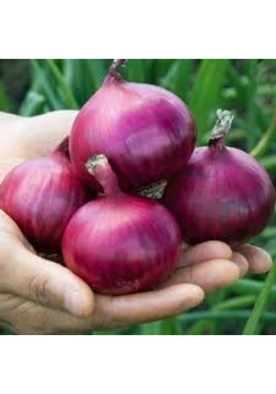 50 Adet Tohum Organik Amasya Kışlık Kuru Soğan Tohumu Yeni Hasat