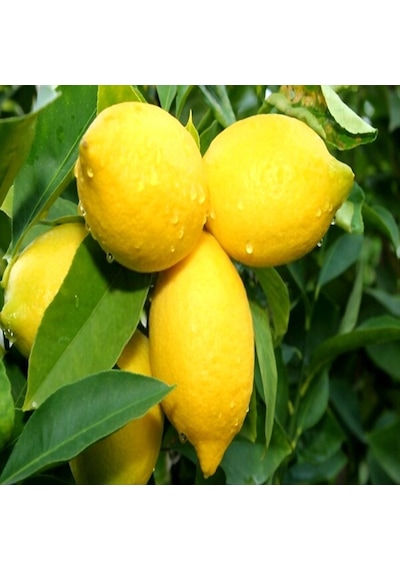 Tüplü Aşılı Bodur Tipte Yüksek Verimli Yediveren Limon Fidanı