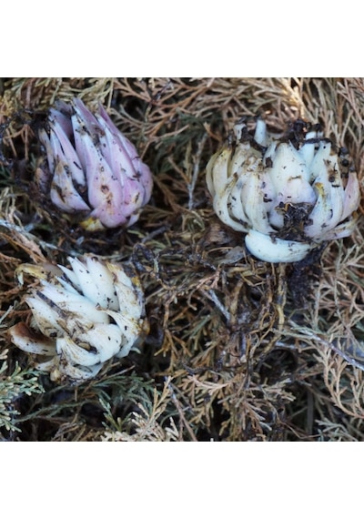 Kokulu Pembe Tiny Pearl Lilium Zambak Soğanı (1 adet)
