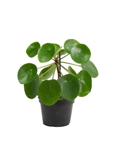 Çin Para Bitkisi Ev Ofis Salon Bitkisi 10-20 Cm