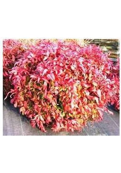 Cennet Bambusu 3 Adet - Nandina Domestica