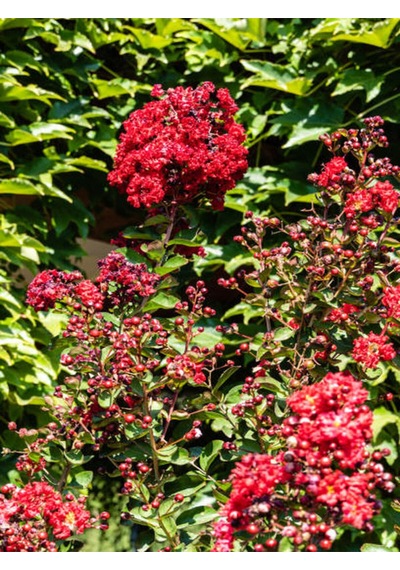 Videolu Kırmızı Çiçekli Oya Ağacı Fidanı 30 60 Cm 1 Adet Saksılı Dış Mekan Lagerstroemia Indica