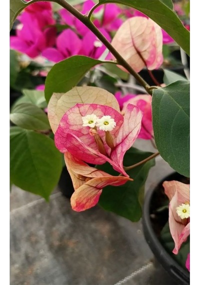 Videolu Ebruli Renk Sarmaşık Begonvil Çiçeği 35 50 Cm 1 Adet Saksılı Çiçekli Bitki Bougainvillea