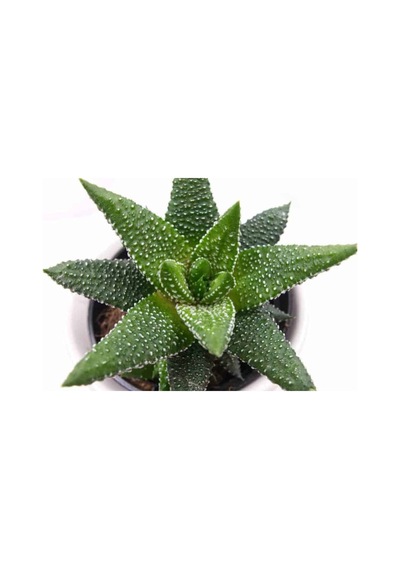 Haworthia Pumila 15 Adet