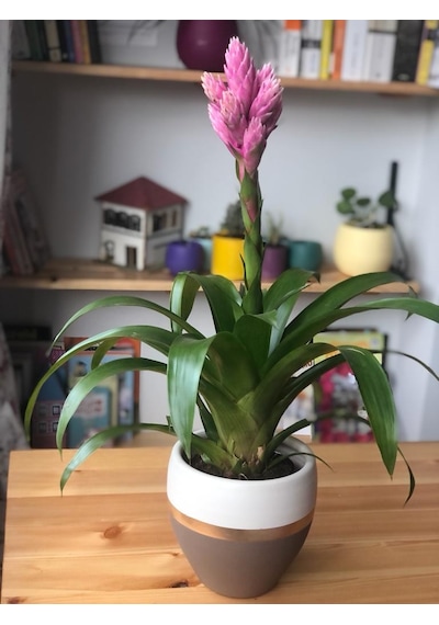 Vriesea Carinata Boyalı Toprak Saksı - Vrezya 5597