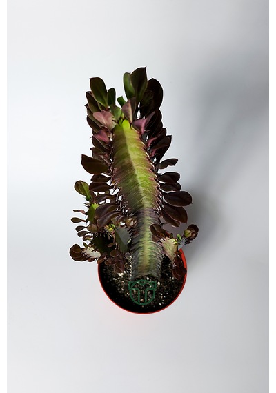 Afrika Süt Ağacı Eforbia Trigona 30 Cm Büyük Boy 12 Cm Saksıda 1 Adet