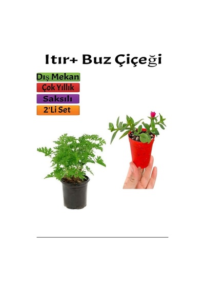 Yoğun Kokulu Itır Gül Damlası + Buz Çiçeği 5-15 Cm Saksılı Dış Mekan Bitkileri