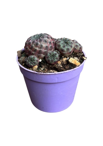 Sulcorebutia Rauschii 'violacidermis' Kaktüs