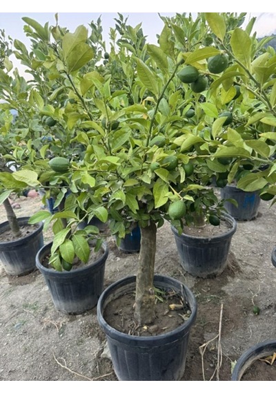 55 Lt Saksıda ,15 Yaş Yetişkin Yediveren Limon Ağacı Boy 150-200 Cm