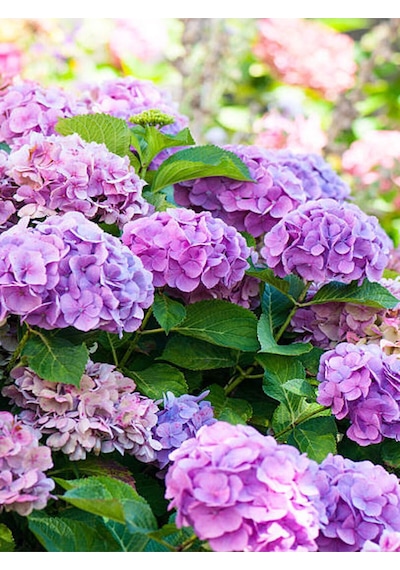 Videolu Eflatun Ortanca Çiçeği 30-50cm 1 Adet Saksılı /tüplü Çiçekli Bodur Bitki Rhododendron