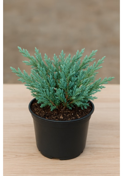 Juniperus Horizontalis 'blue Chip' Mavi Sürünücü Ardıç Yer Örtücü