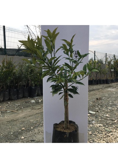 Tüplü Bodur Kamkat Fidanı 2 Yaş 40-60 Cm  Boy