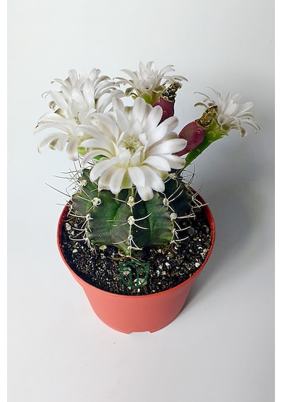 Gymnocalycium Mihanovichii Beyaz Çiçek Veren Kaktüs Büyük Boy Kırmızı Saksıda 8.5 CM