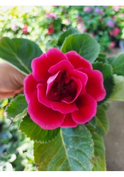 Saksılı Gloksinya Bardak Menekşe ( Pembe Renk ) Gloxsinia