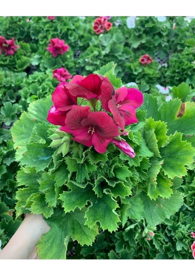 Red Ceylan Gözü Sardunya Fidanı Koyu Kırmızı 10-20 Cm