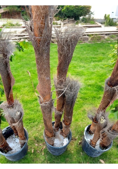 Yapraksız 130 Cm Yapay Bambu Ağaç - Doğal Görünümlü Dekoratif Bitki, İç Ve Dış Mekan Uyumlu Çok Renkli