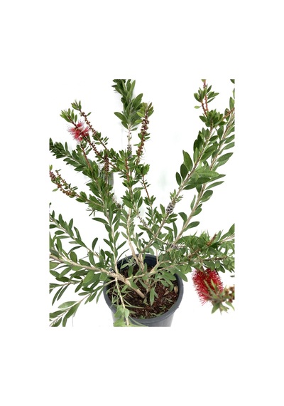 Serada Decor Plant Fırça Çalısı Çiçeği 2 Adet Dolgun Formlu Saksılı Dış Mekan Bitkisi
