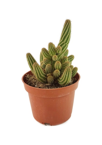 Echinopsis Chamaecereus Silvestrii Kaktüs 5.5 Cm Saksıda