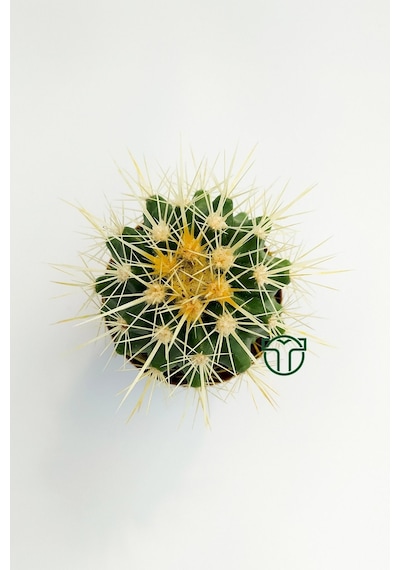 Echinocactus Grusonii Altın Fıçı Kaktüsü 45 Adet 1 Viyol